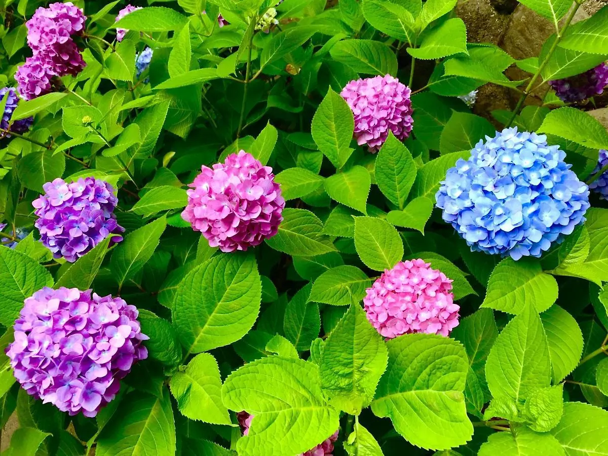 藤花楼 Kamakura Acomodação com café da manhã Yamanouchi  Japão